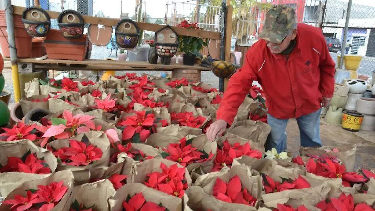 Desde hace 7 años María García se dedica a la venta de flor de Nochebuena en esta ciudad